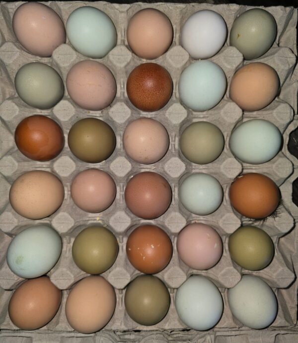 Chicken Eggs (Heirloom)(30)